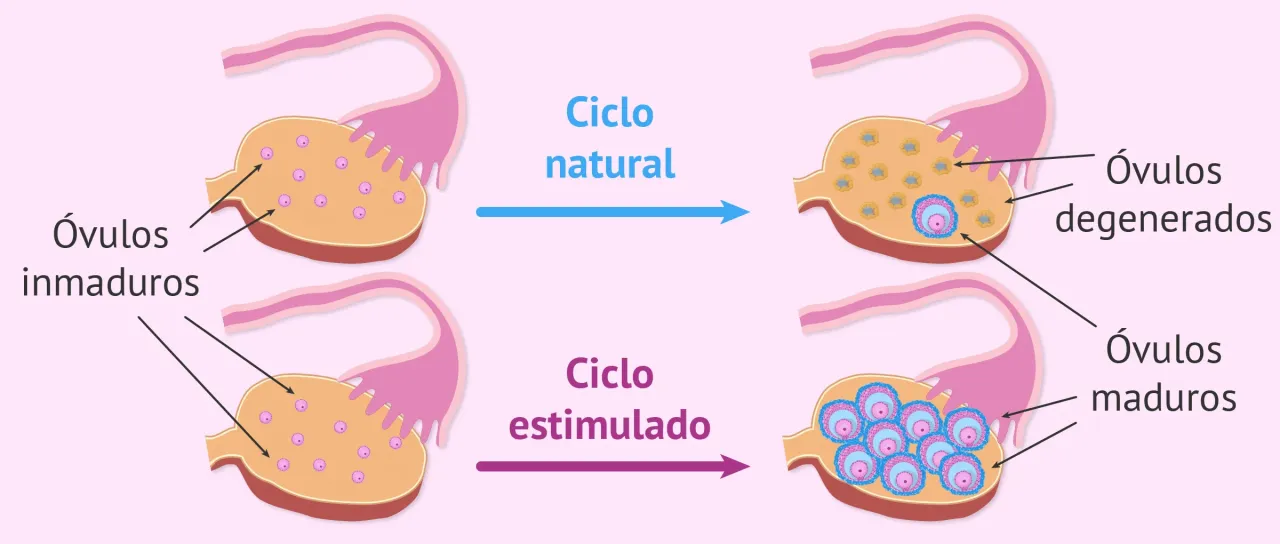 Zdjęcie ¿Buscas embarazo? Medicamentos para inducir ovulación: Guía experta