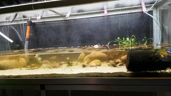 Zdjęcie Jak uszczelnić akwarium i uniknąć kosztownych przecieków w 5 krokach