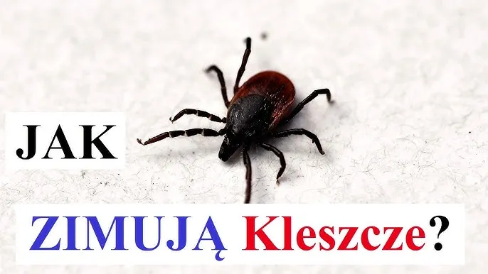 Zdjęcie Gdzie zimują kleszcze: zaskakująca prawda o ich zimowej aktywności