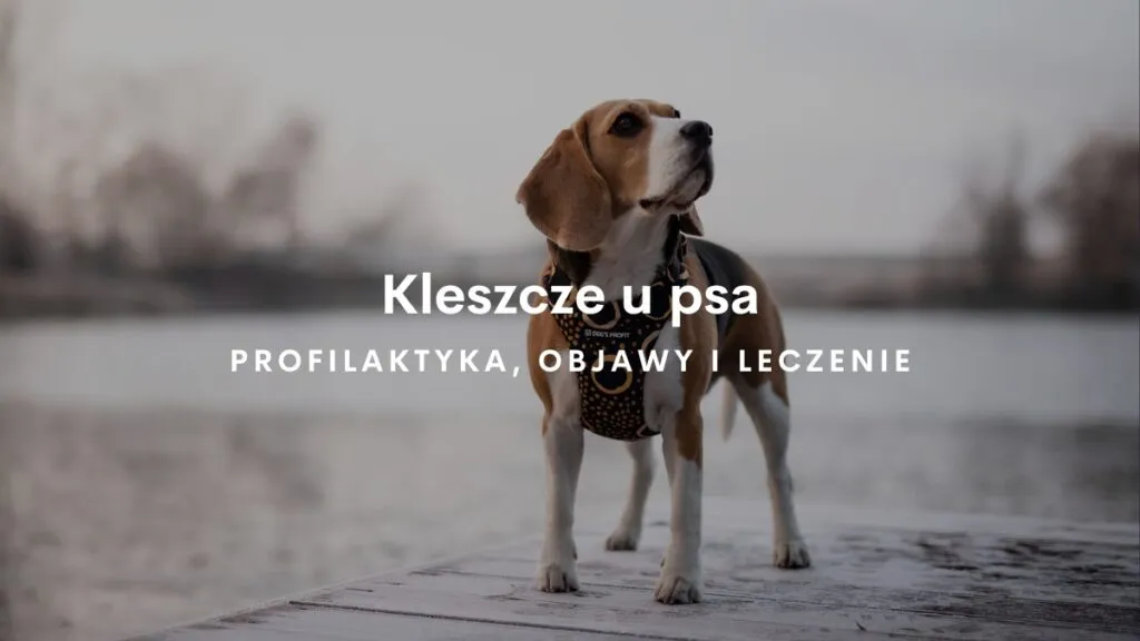 Zdjęcie Najlepsze sposoby na kleszcze dla psa – uniknij zagrożeń dla zdrowia
