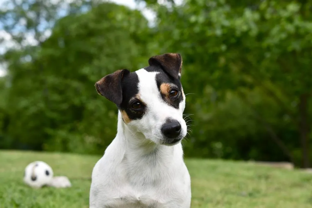 Zdjęcie Jak wytresować jack russell terriera - 5 skutecznych metod tresury
