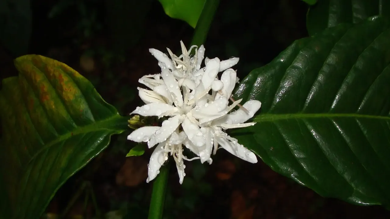 Zdjęcie Kawa nie kwitnie? Poznaj sekrety kwitnienia w domu!