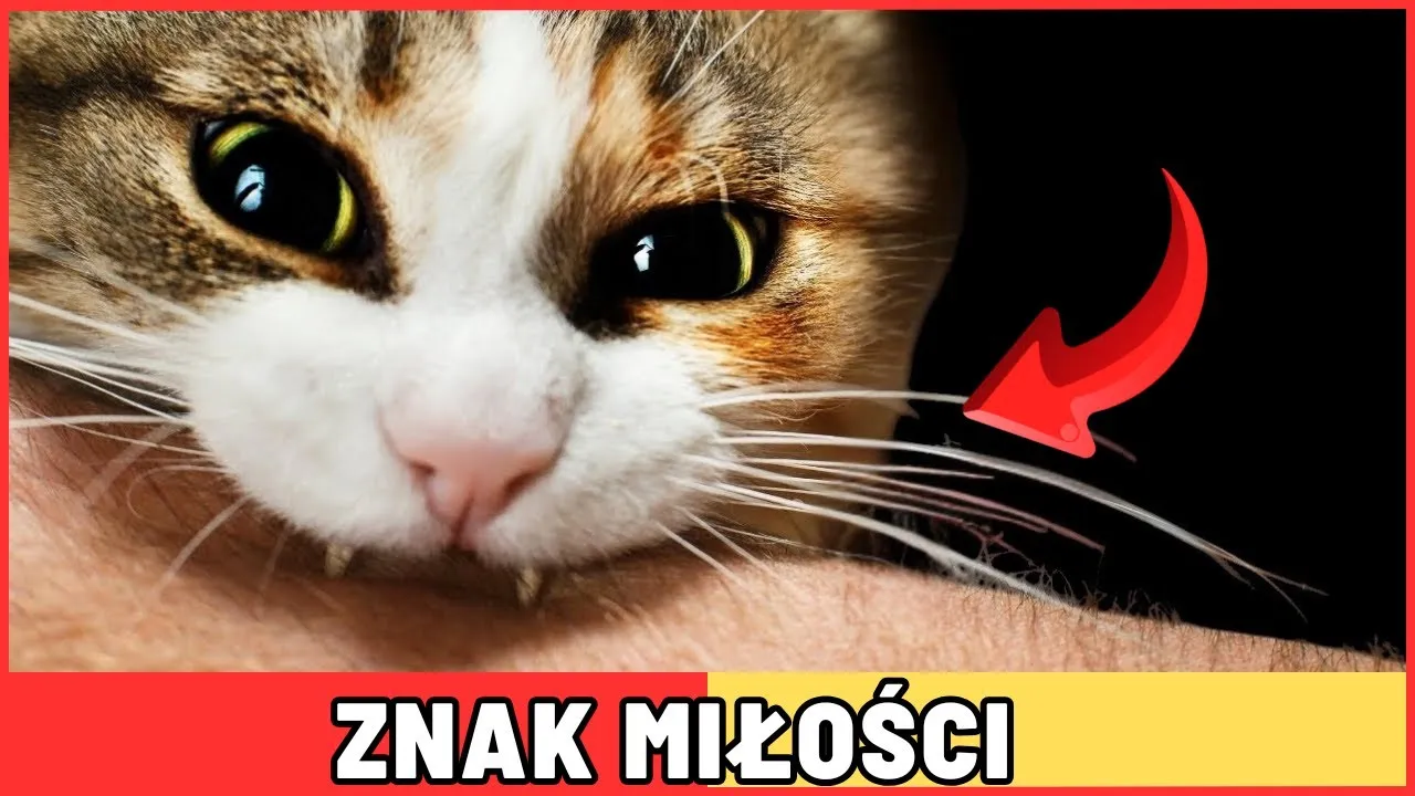 Zdjęcie Jak robi kotek? Odkryj znaczenie dźwięków, które wydaje twój kot