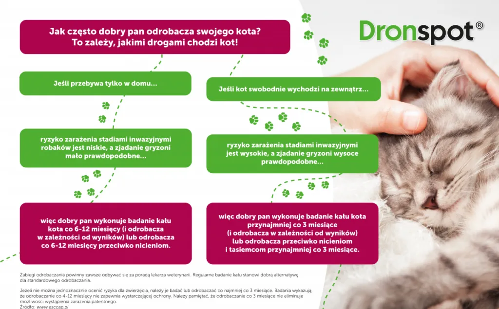 Zdjęcie Kiedy odrobaczać koty? Harmonogram, objawy i skuteczne preparaty dla zdrowia pupila