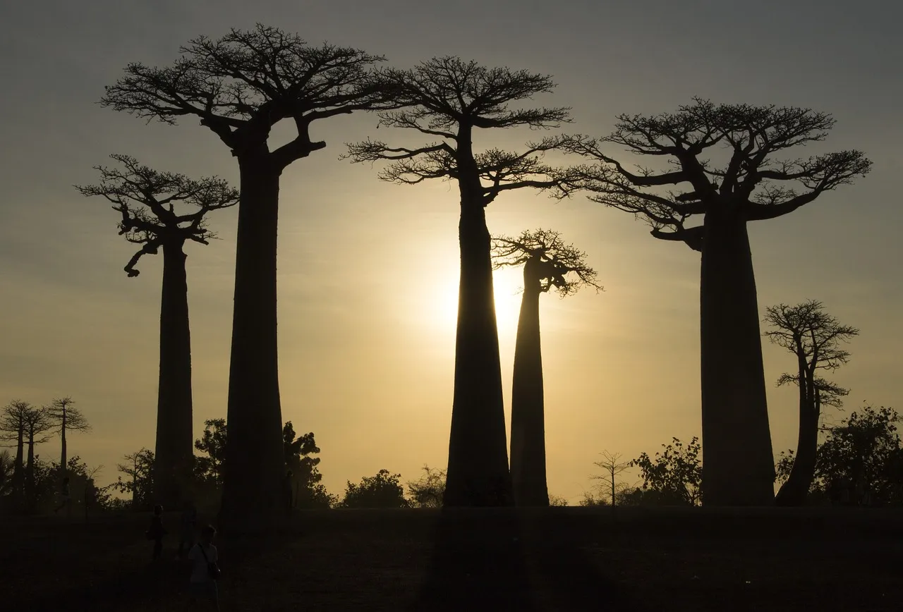 Zdjęcie Madagaskar kiedy jechać? Najlepszy czas na niezapomnianą podróż