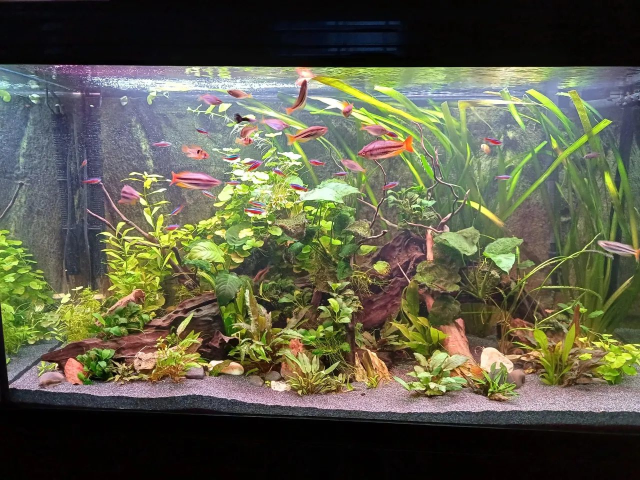 Zdjęcie Dlaczego rybki w akwarium pływają przy powierzchni wody i co z tym zrobić