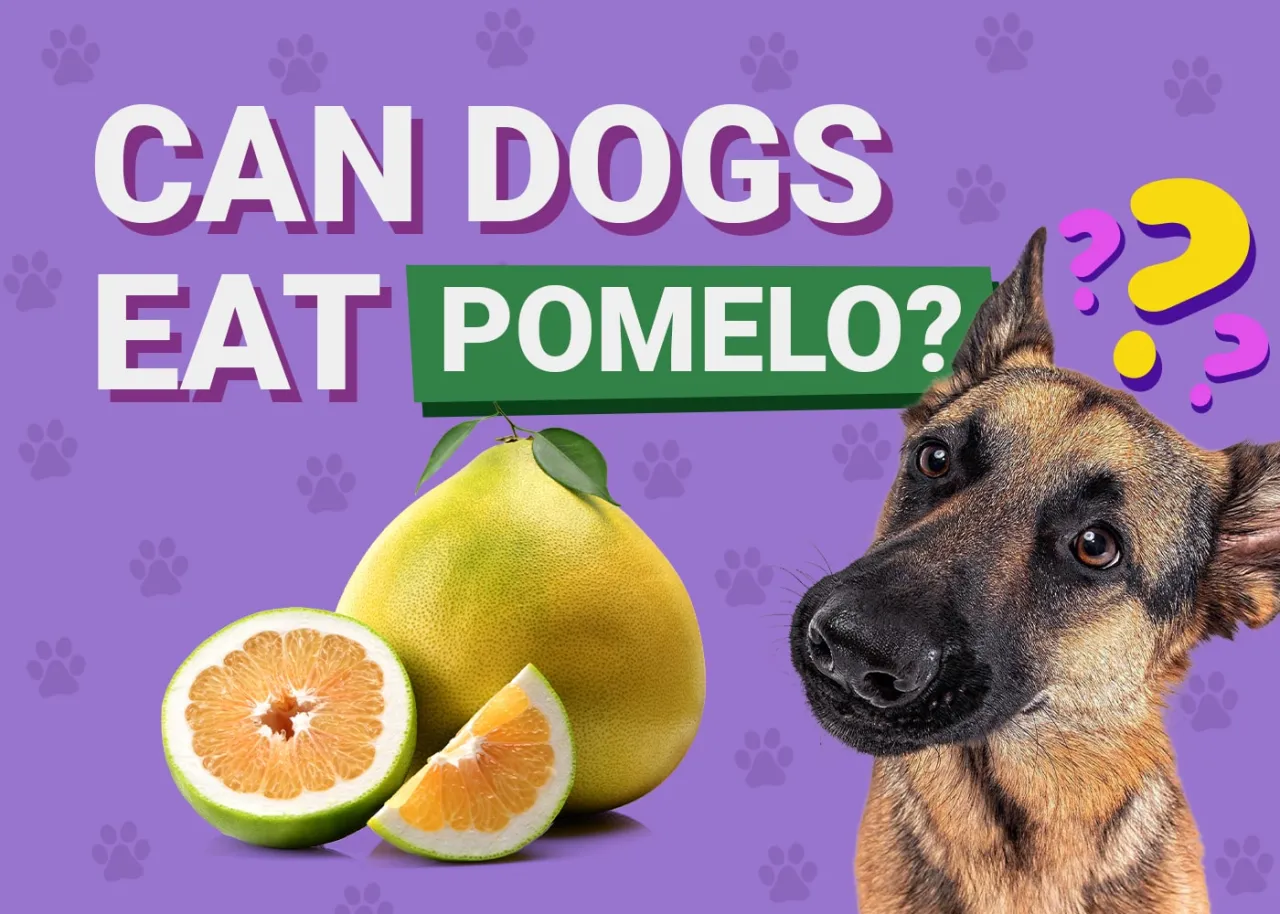 Zdjęcie Czy pies może jeść pomelo? Sprawdź, czy to bezpieczne dla Twojego psa!