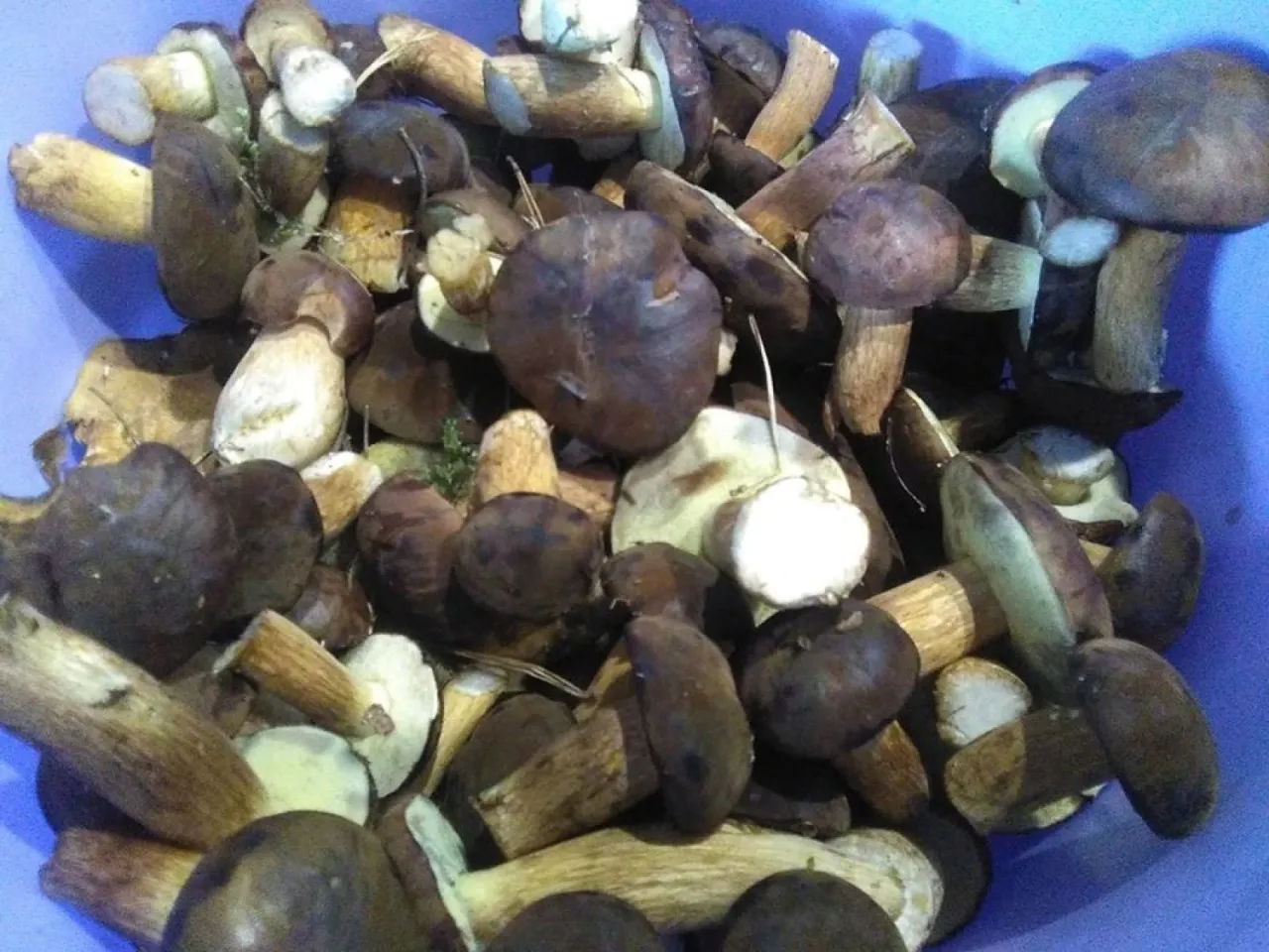 Zdjęcie Po ile grzyby na skupie? Sprawdź aktualne ceny i zarobki