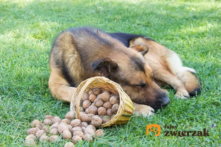 Zdjęcie Czy pies może jeść orzechy włoskie? Sprawdź, co może mu zaszkodzić