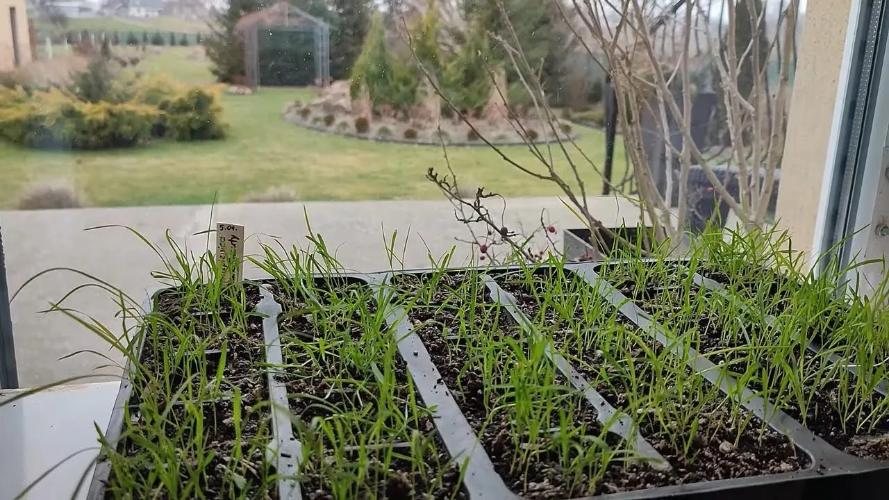 Zdjęcie Orlaya kiedy siać - najlepsze terminy na udany siew i kwitnienie