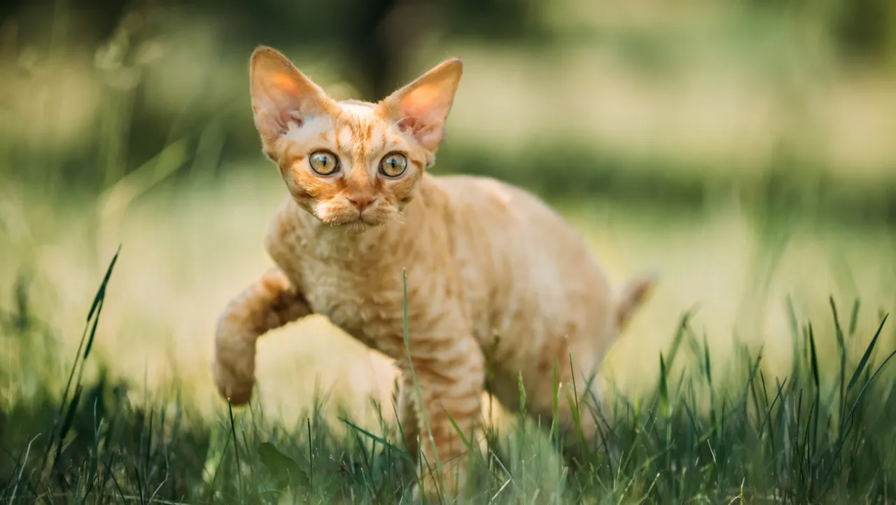 Zdjęcie Devon Rex choroby: Jak chronić swojego kota przed groźnymi schorzeniami