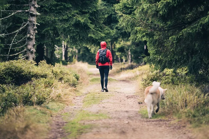 Zdjęcie Gdzie z psem w góry Zakopane? Odkryj najlepsze trasy i miejsca