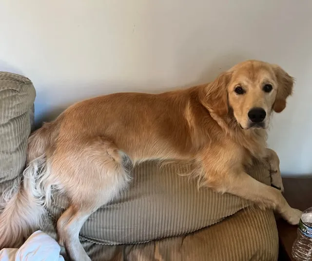 Zdjęcie Czy golden retriever niszczy? Oto powody i jak temu zapobiec