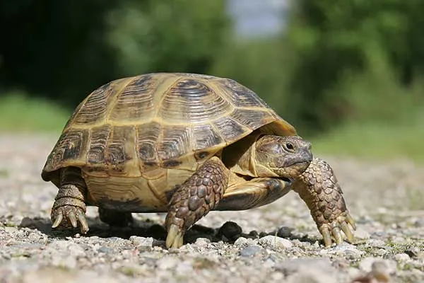Zdjęcie Ile kosztuje żółw stepowy? Zobacz, co wpływa na cenę tego gada