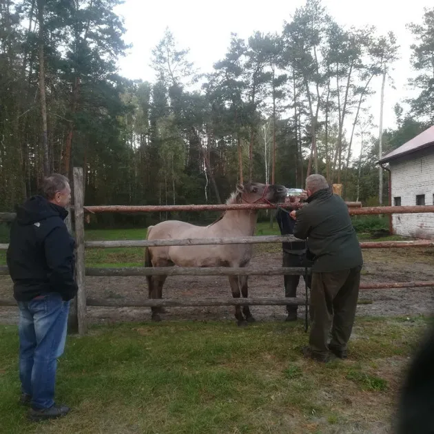 Zdjęcie Zdrowy jak koń - co naprawdę oznacza ta fraza i jak dbać o zdrowie?