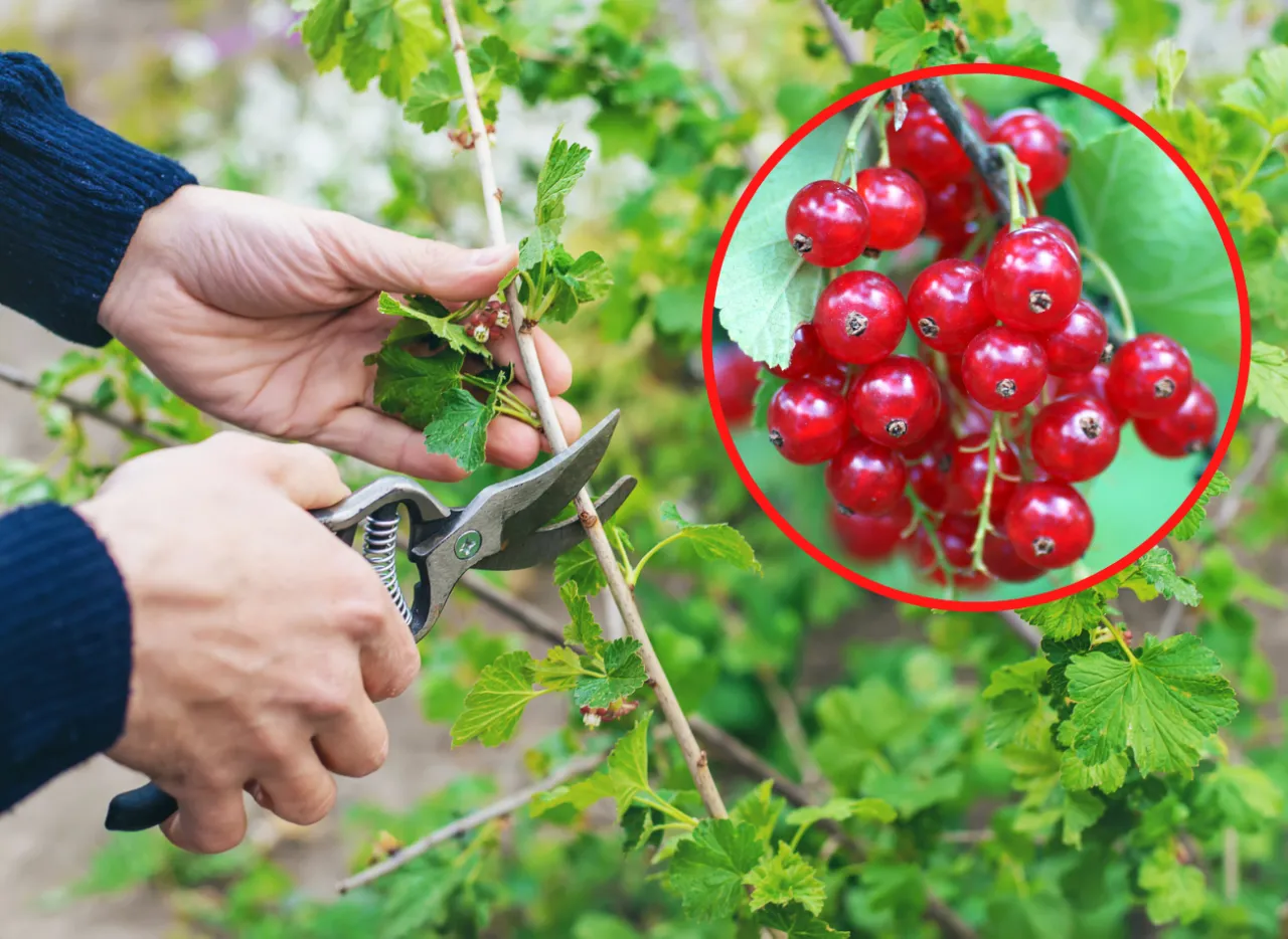 Zdjęcie Porzeczki: Jak przycinać? Terminy, techniki, błędy i obfite zbiory