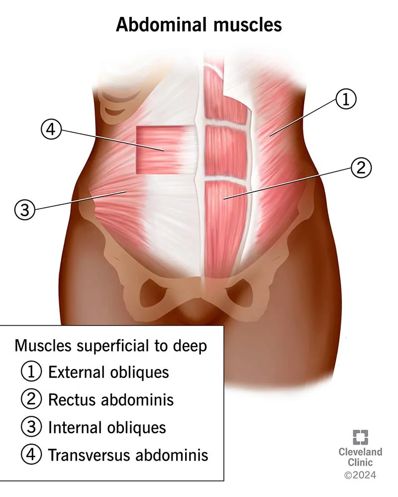 Zdjęcie Los secretos de los músculos abdominales: tipos, funciones y ejercicios