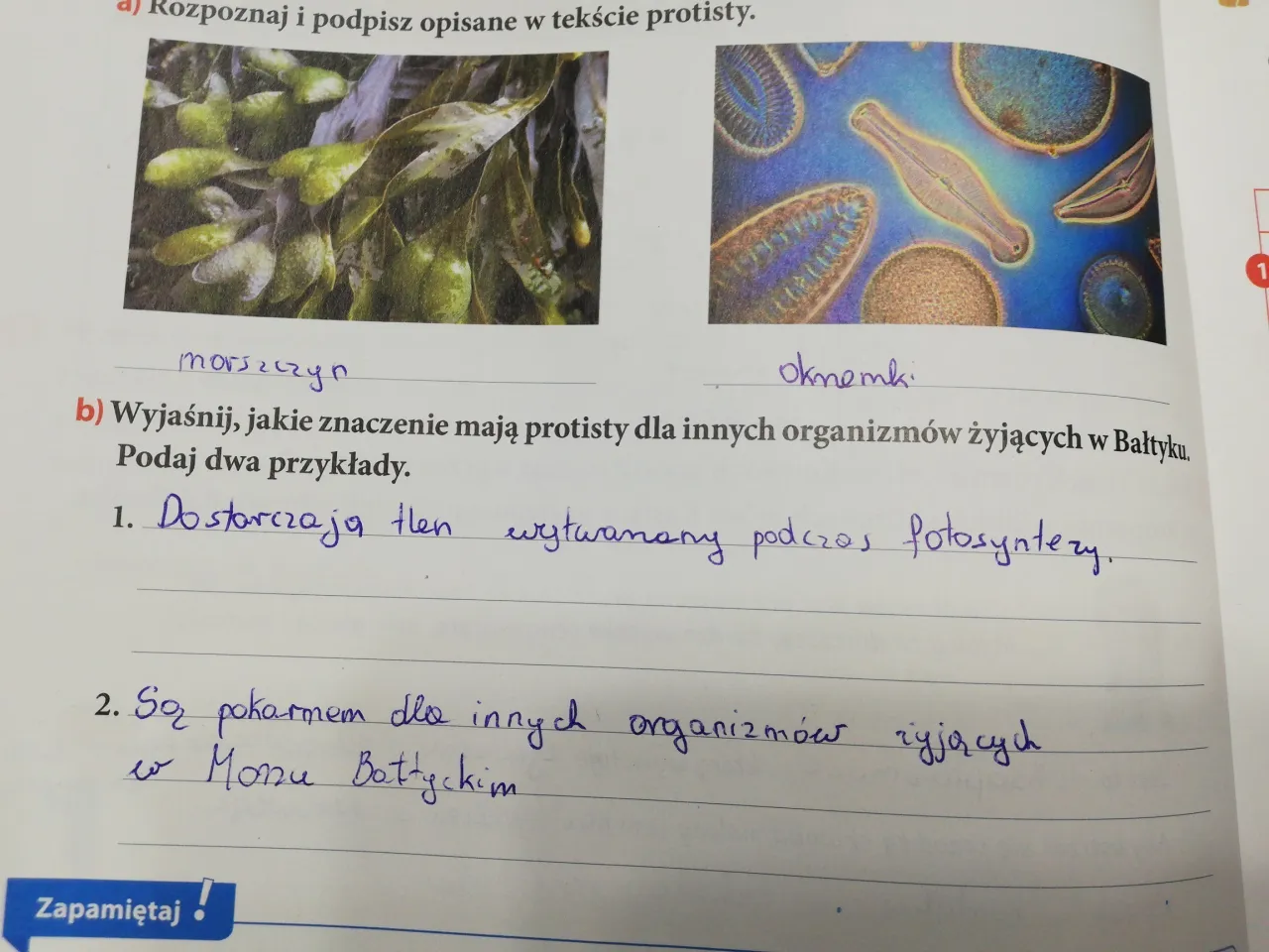 Zdjęcie Jakie znaczenie mają protisty dla organizmów w Bałtyku - kluczowe role