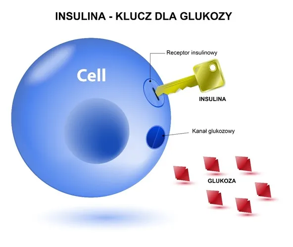 Zdjęcie Podwyższony poziom insuliny na czczo: co to oznacza dla zdrowia?