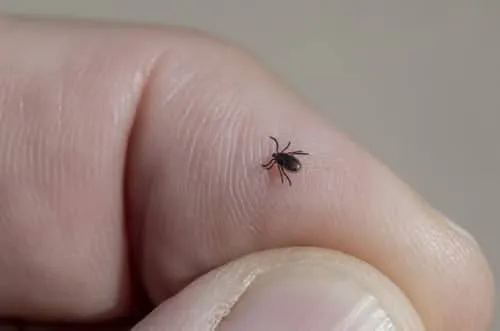 Zdjęcie Jak wygląda napity kleszcz? Zobacz różnice i uniknij zagrożeń