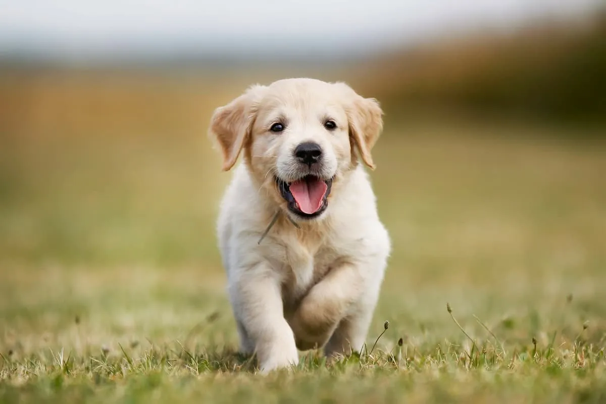Zdjęcie Ile żyje labrador golden retriever? Odkryj, co wpływa na ich długość życia