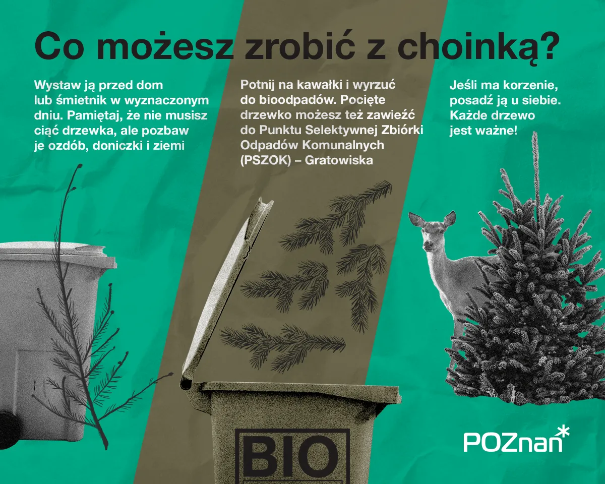 Zdjęcie Gdzie wyrzucić choinkę po świętach, by pomóc środowisku i uniknąć problemów
