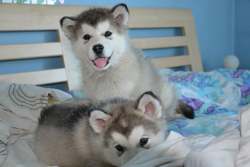 Zdjęcie Malamut szczeniaki - Husky Alaskan Malamute Dostępne Teraz