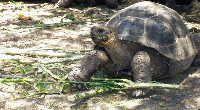 Zdjęcie Kraj do którego należą wyspy Galapagos – odkryj ich niezwykłe znaczenie
