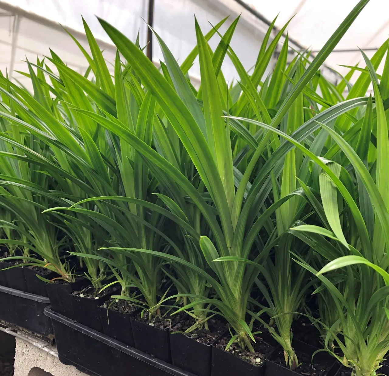 Zdjęcie Gdzie kupić herbatę pandan - najlepsze sklepy i aktualne ceny 2024