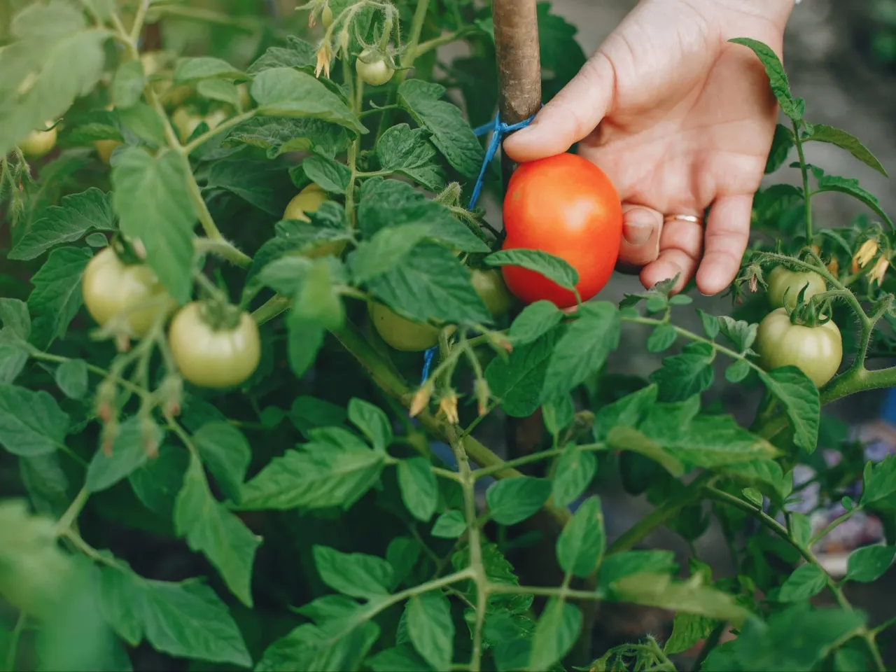 Zdjęcie Skuteczne sposoby na opryskiwanie pomidorów, które ochronią plony