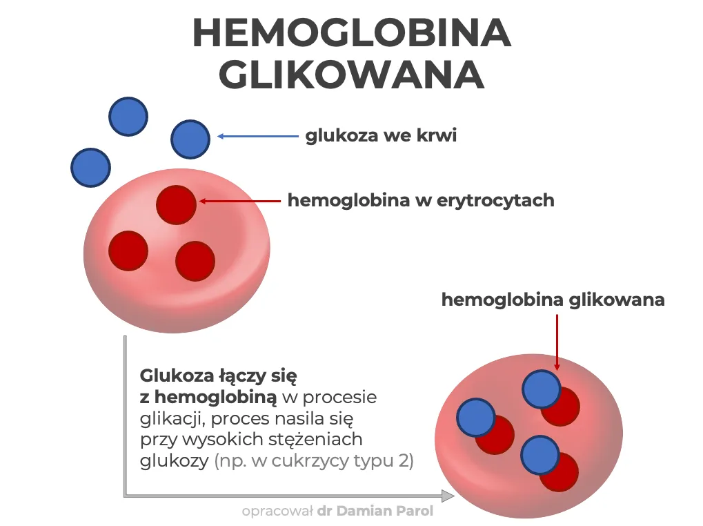 Zdjęcie Hemoglobina glikowana – co to za badanie i jak wpływa na zdrowie?