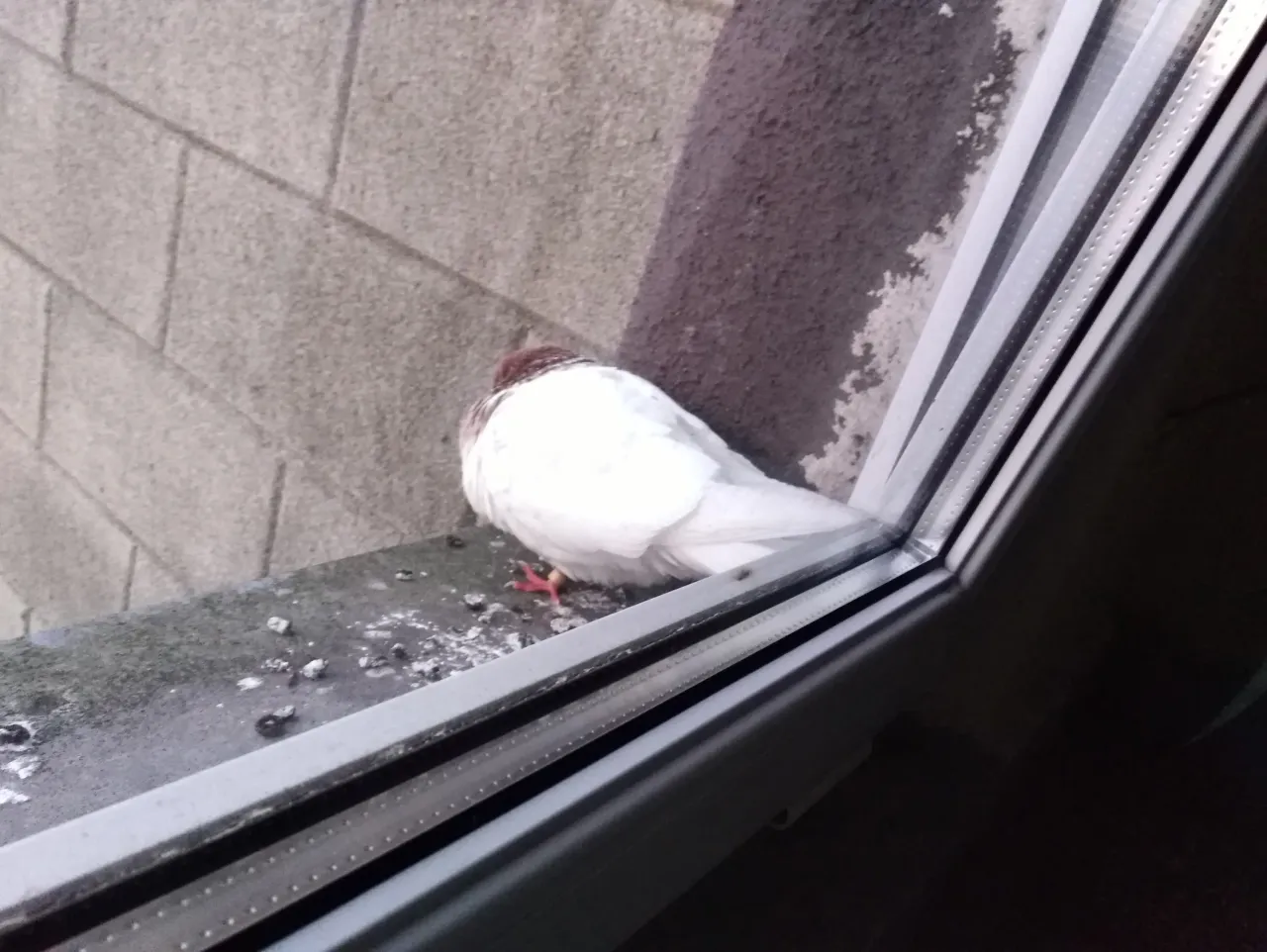 Zdjęcie Co oznacza biały gołąb na parapecie? Szczęście czy zły omen?