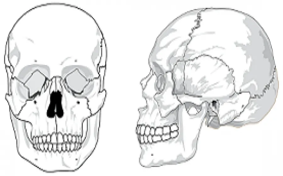 Zdjęcie Skuteczne metody jak uczyć się anatomii: 7 sprawdzonych sposobów nauki