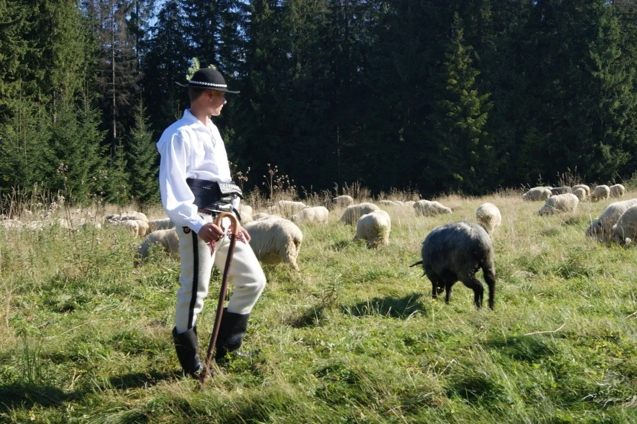 Zdjęcie Bacowanie: Tradycja Pasterska Karpat - Znaczenie i Kultura
