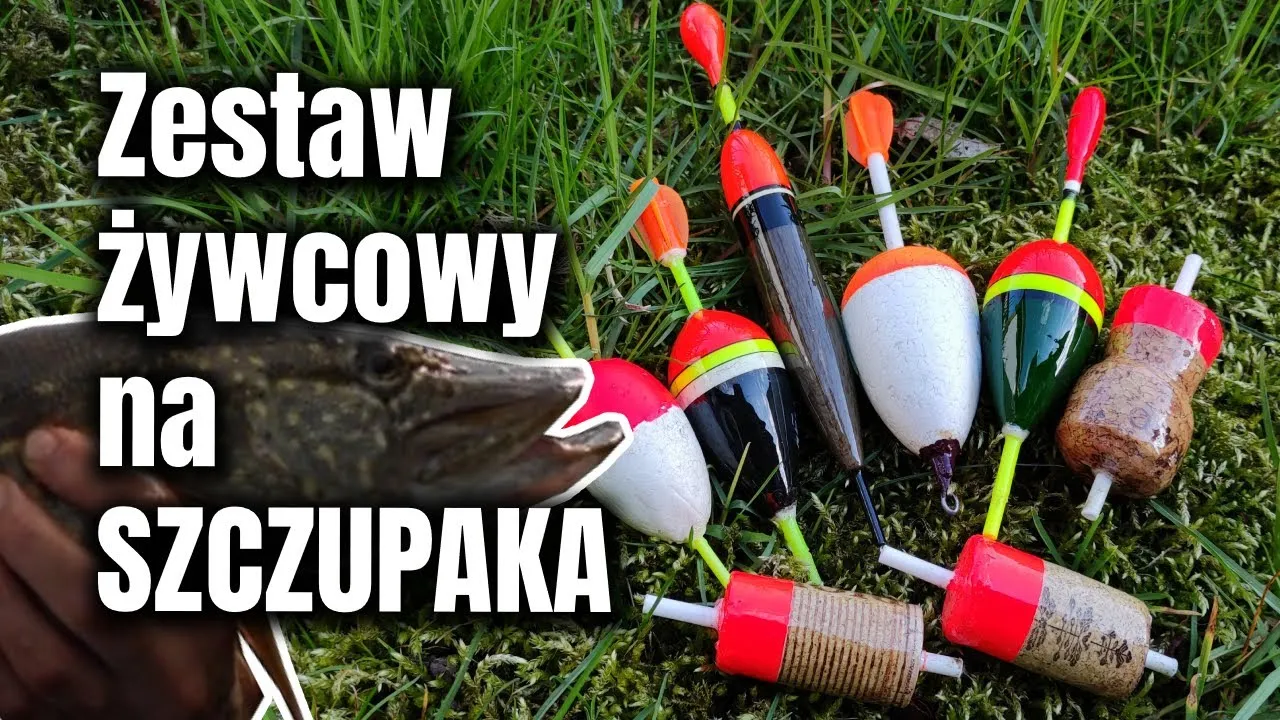 Zdjęcie Jak dobrać spławik na żywca ile gram, aby zwiększyć skuteczność?