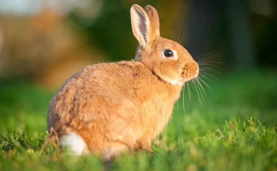 Zdjęcie Alergia na kr&oacute;lika: Objawy, co uczula i jak sobie radzić