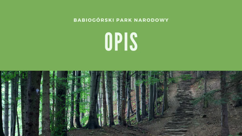 Zdjęcie Kiedy powstał babiogórski park narodowy? Odkryj jego fascynującą historię
