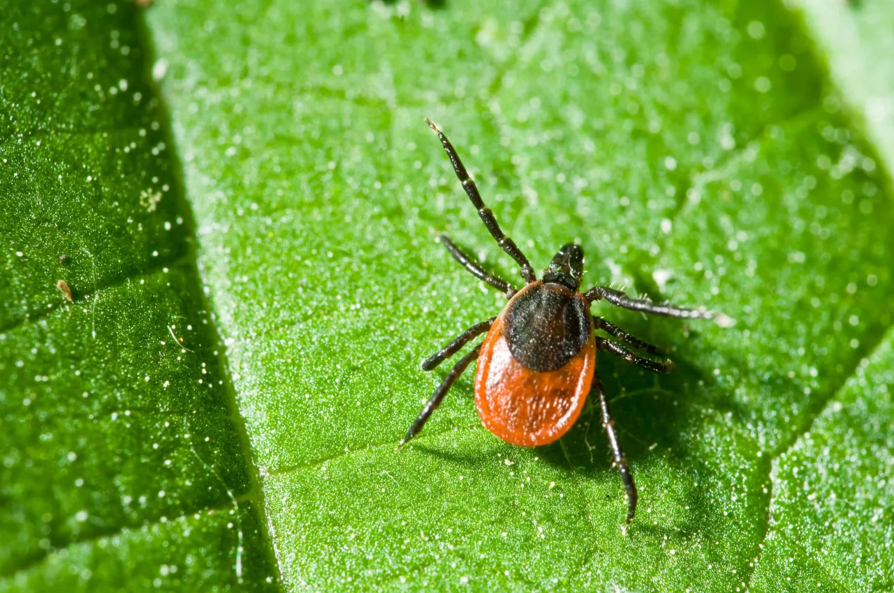 Zdjęcie Picaduras de garrapatas en humanos: síntomas, riesgos y prevención