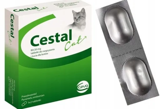 Zdjęcie Ile trwa odrobaczanie kota? Sprawdź, jak szybko działa preparat