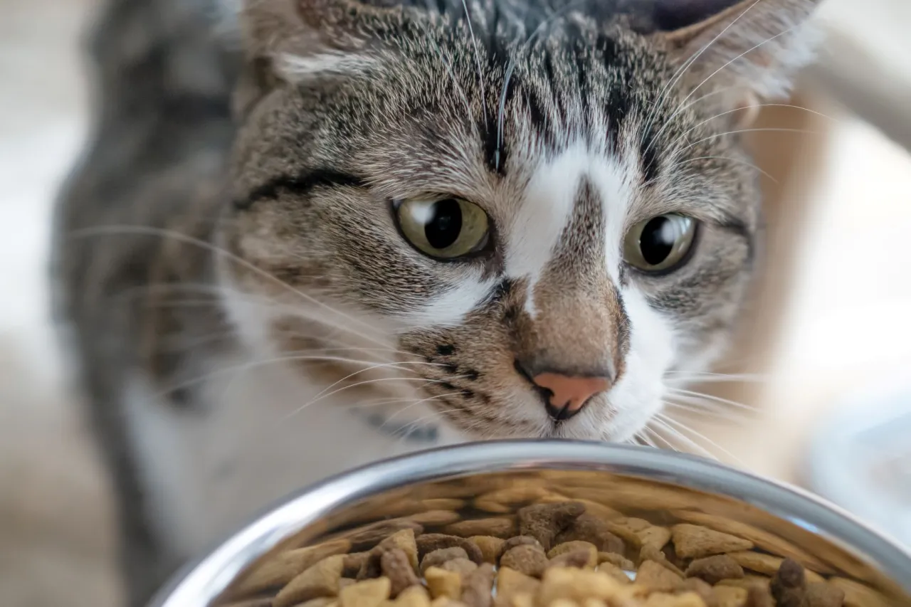 Zdjęcie Wie viel Nassfutter braucht meine Katze? Wichtige Tipps und Mengen