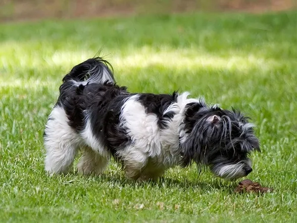 Zdjęcie Warum frisst mein Hund Kot? Ursachen und Lösungen für das Problem