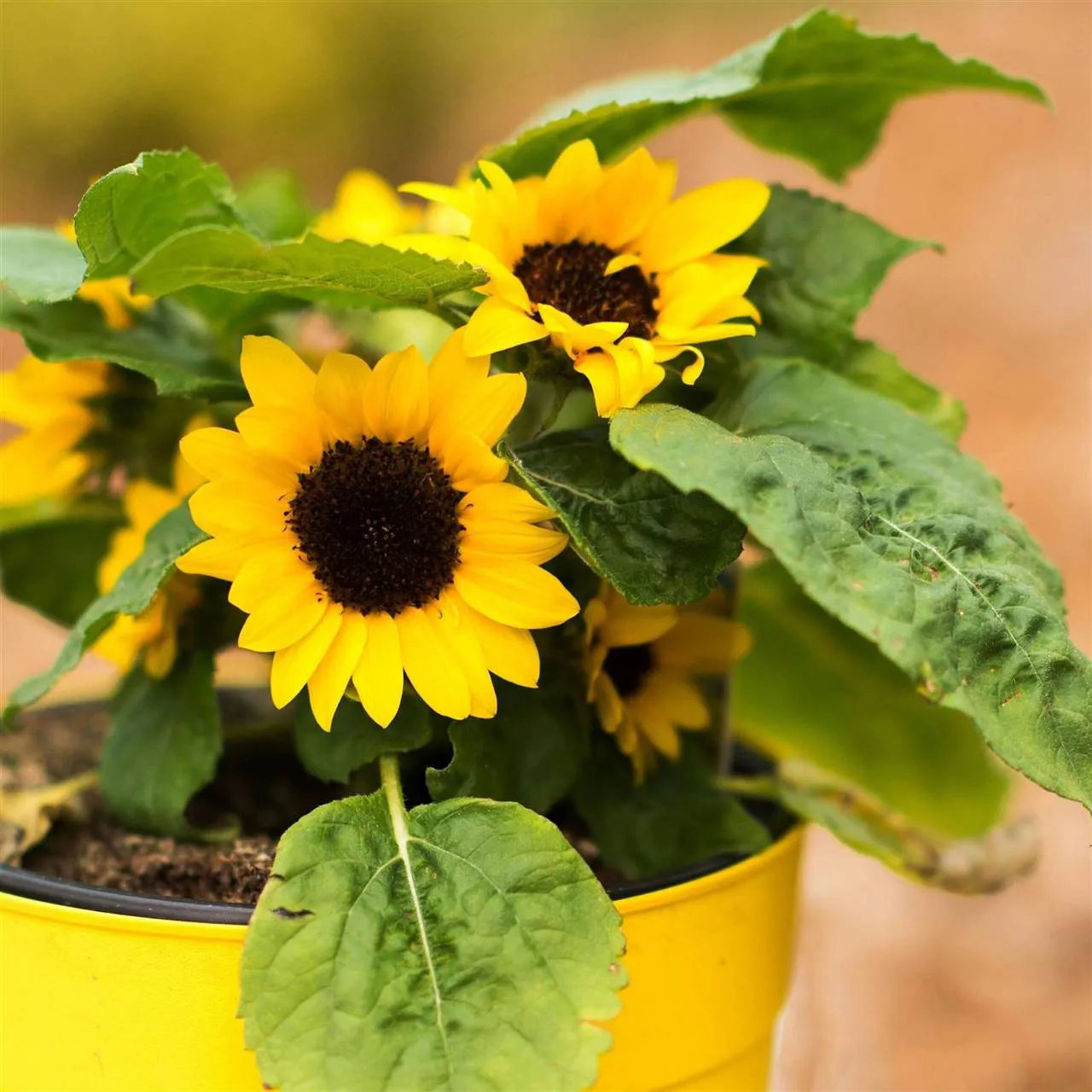 Zdjęcie Cómo sembrar girasoles en maceta: evita errores comunes y logra el éxito