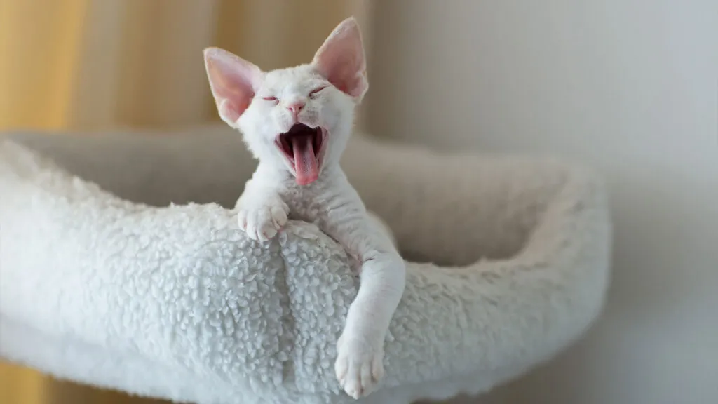 Zdjęcie Białe koty Devon Rex: Cechy, dostępność i opieka nad nimi