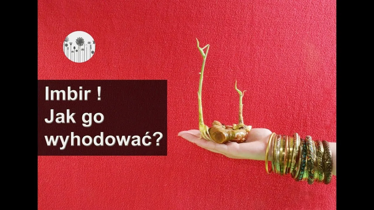 Zdjęcie Jak kwitnie imbir i jak stworzyć idealne warunki do jego rozwoju