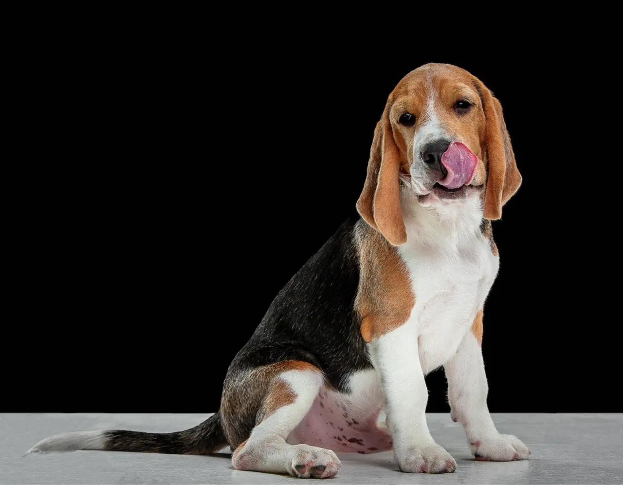 Zdjęcie Jak wytresować beagle: sprawdzone metody, które przynoszą efekty