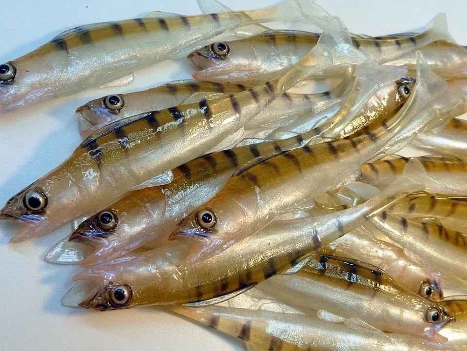 Zdjęcie Skuteczne przynęty gumowe na sandacza – wybierz najlepsze lures