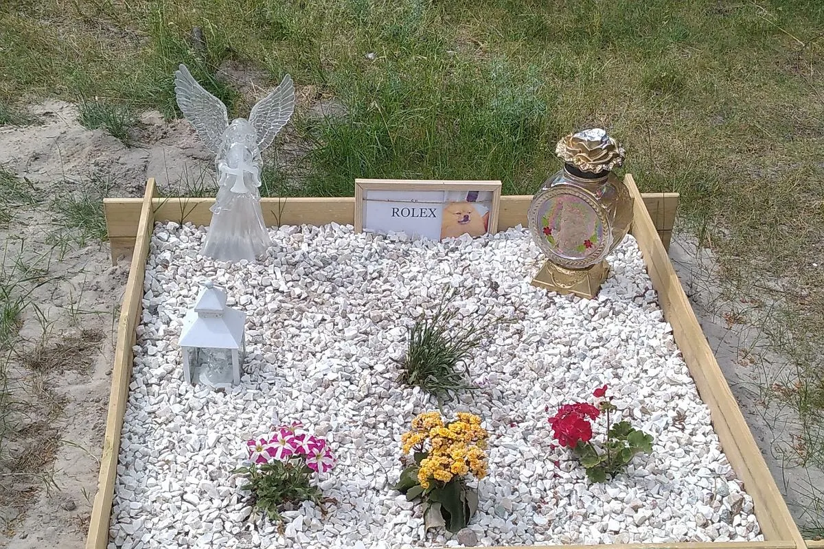 Zdjęcie Ile kosztuje kremacja kota? Ceny i ważne informacje, które musisz znać