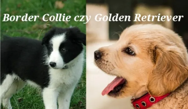 Zdjęcie Border collie czy golden retriever – który pies lepiej pasuje do Ciebie?
