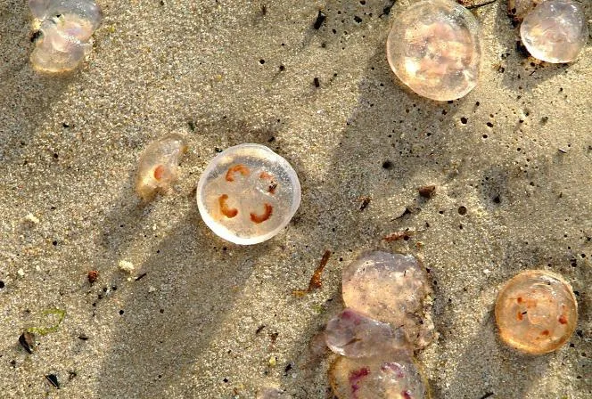 Zdjęcie Czy meduzy w Bałtyku są groźne? Poznaj niebezpieczeństwa i jak ich unikać