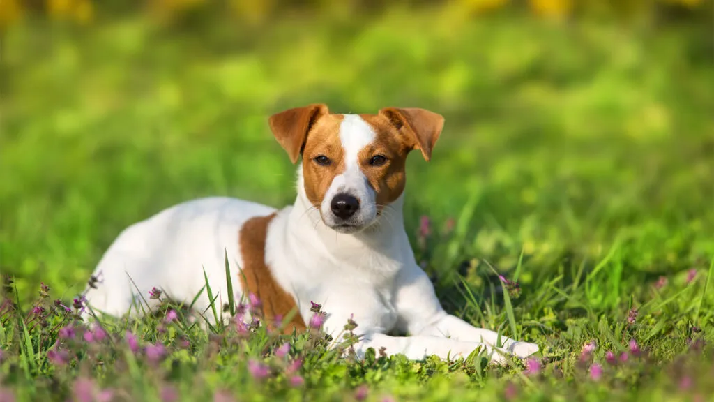 Zdjęcie Ile powinien jeść szczeniak jack russell terrier? Klucz do zdrowego wzrostu!